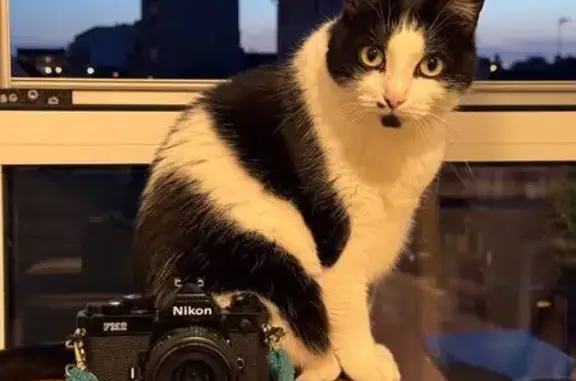 Chat perdu, Rennes, photo: Chat perdue à Rennes, 13 octobre 2025