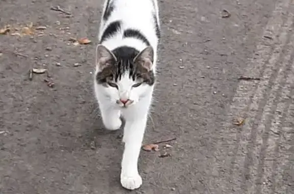 Animaux trouvés Plouisy, photo: Jeune chatte avec collier rouge à Plouisy