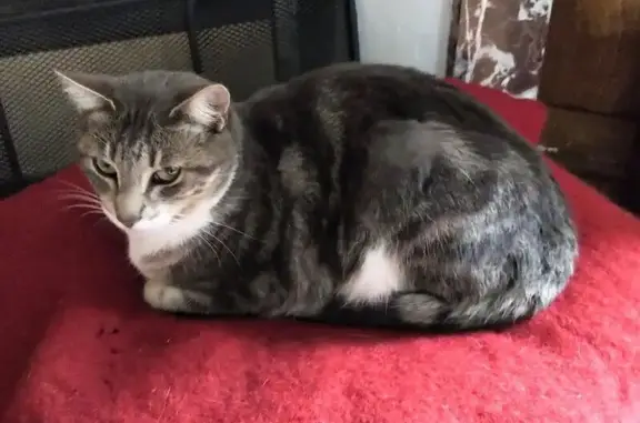 Chatte Perdue: Chanterelle, 18 Mois, Grise - photo