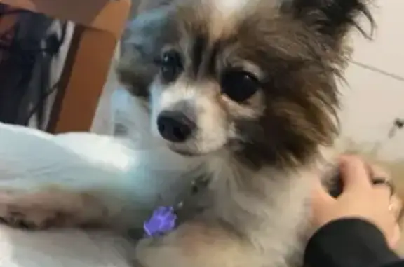 Lost pets , photo: Lost Dog: Small, Multicolored, Big Ears