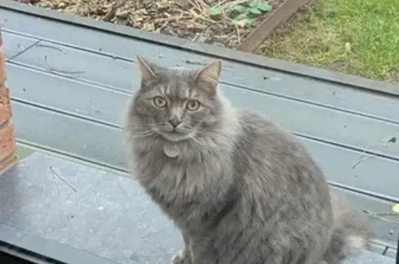 Animaux perdus Carvin, photo: Chat gris perdu, poils mi-longs, Carvin