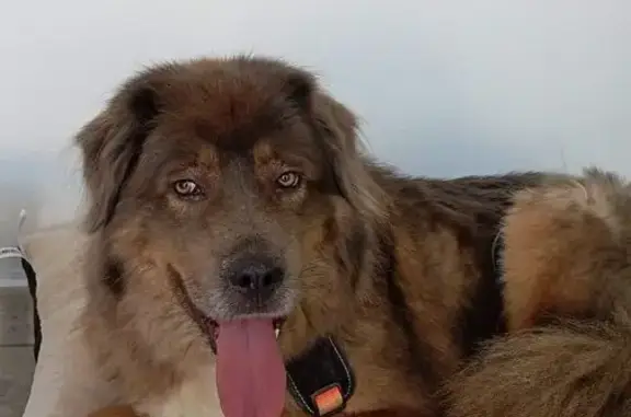 Perros perdidos, , foto: Perro Perdido en Montornés: Mastín con Arnés Naranja