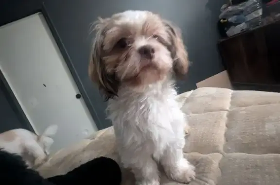 Lost Sweet Dog: White & Tan in Littlerock