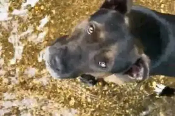 Lost Dog in Piney Chapel: Sweet & Shy