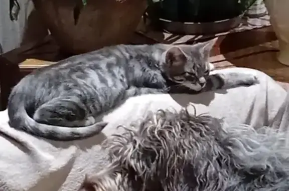 Chat perdu gris, pattes blanches, œil abîmé - photo