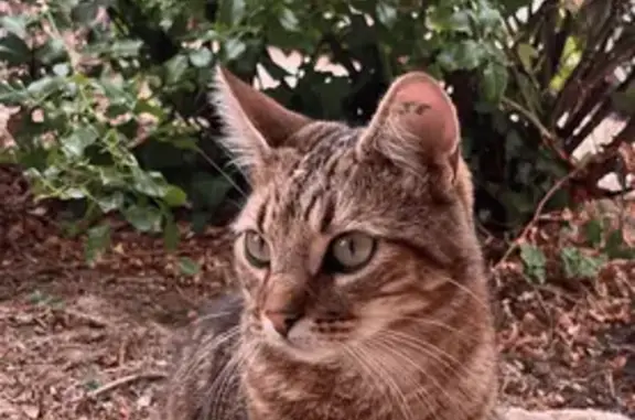 Animaux perdus Guîtres, photo: Chatte tigrée perdue à Guîtres
