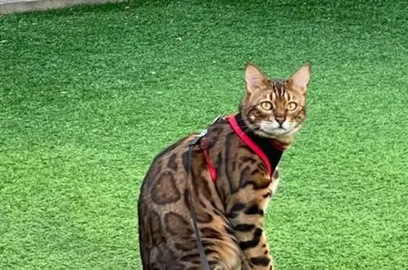 ¡Ayuda! Gato Bengalí Perdido en Lloret de Mar