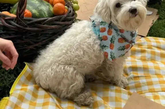 Lost and found pets New York, photo: Lost Maltese: White, Fluffy & Sweet