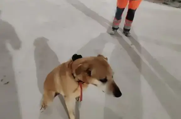 Chien trouvé , photo: Chien calme trouvé à Maine-de-Boixe