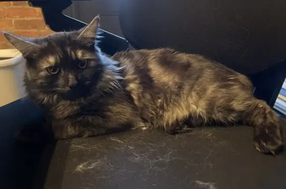 Found cat Melbourne, photo: Found Cat & Carrier at Carlton School