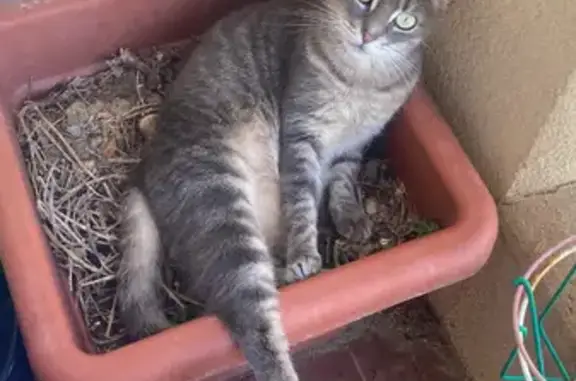 Chatte mince perdue à Saint-Genis-Laval - photo