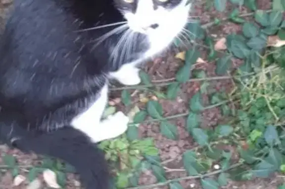 Chatte blanche/noire trouvée au Mans - photo