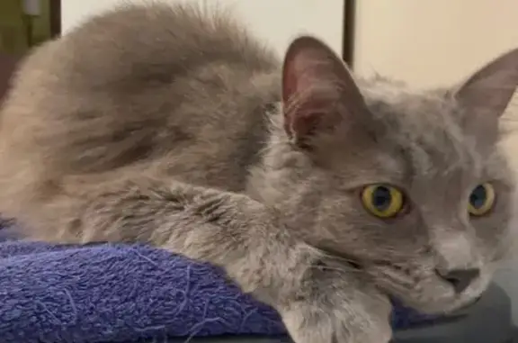 Aya, chartreux gris perdu à Yerville - photo