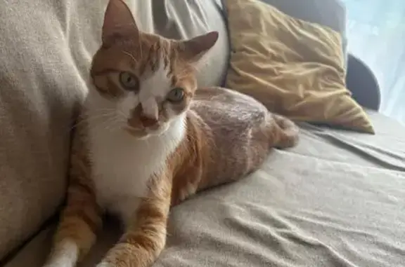 ¡Ayuda! Gato Naranja y Blanco Perdido en Algeciras