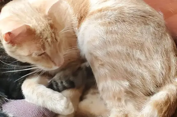 Animaux perdus , photo: Chat roux perdu à Izel-lès-Hameau