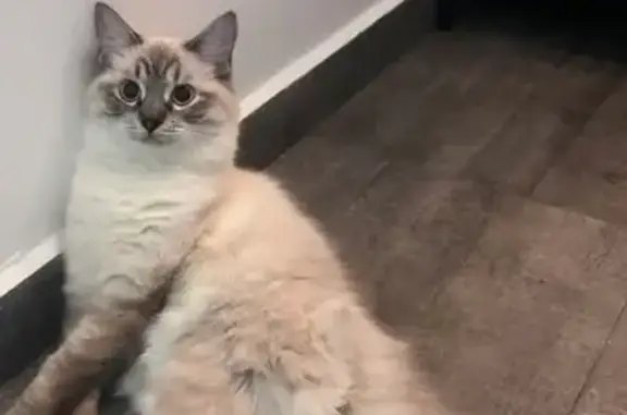 Missing cat , photo: Lost Cat: Timid, Fluffy, & Scarred