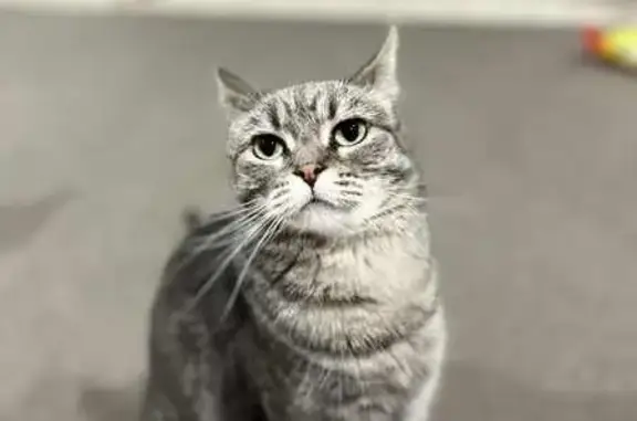 Lost Grey Tabby Cat in Ipswich - Help!