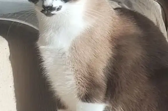 Gatos perdidos, Santa Cruz de Tenerife, foto: ¡Gata Marrón y Blanca Perdida en Tenerife!