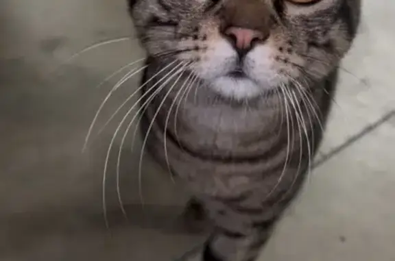 Animaux trouvés Aubervilliers, photo: Chat tigré câlin trouvé à Aubervilliers
