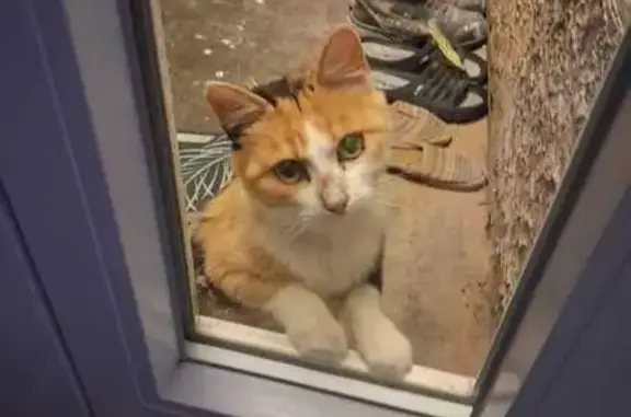 Chat trouvé Le Fousseret, photo: Chatte tricolore sociable trouvée, Le Fousseret