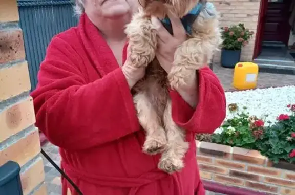 Animaux trouvés Camiers, photo: Chien trouvé Allée des Pluviers, Camiers