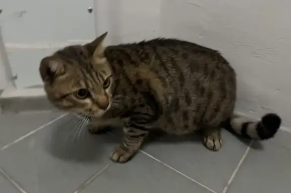 Found Cat: Blue Collar in Wood...