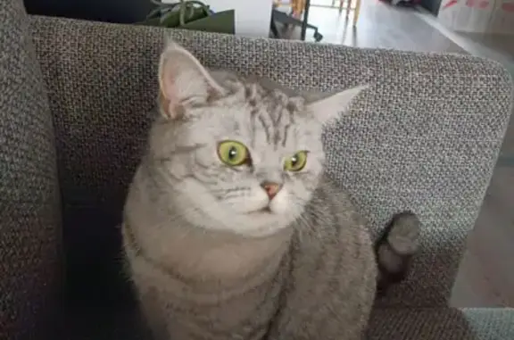 Chat perdu, Le Vésinet, photo: Chatte grise perdue au Vésinet