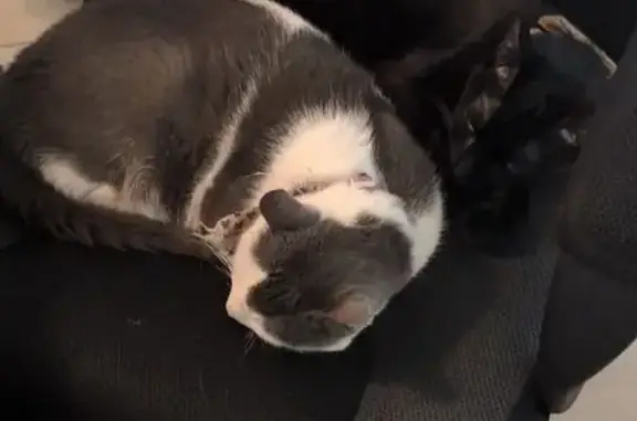 Lost: Skittish White & Grey Cat on Honeywell