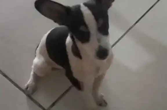 cachorro desaparecida