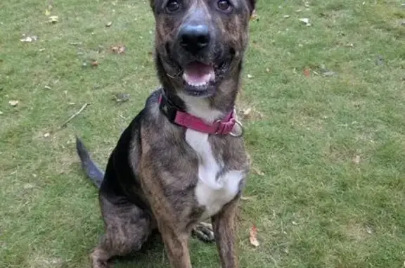 Lost and found pets Marietta, photo: Lost Dog: Black & Brindle on Burnt Hickory