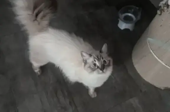 Missing cat Singapore, photo: Lost Seal Point Tabby: Canberra St, SG