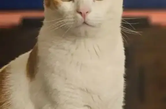 Missing cat Strathfield, photo: Lost Cat: White Ginger, Striped Tail