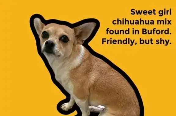 Lost and found pets Sugar Hill, photo: Found Chihuahua Mix on Nelson Brogdon Blvd