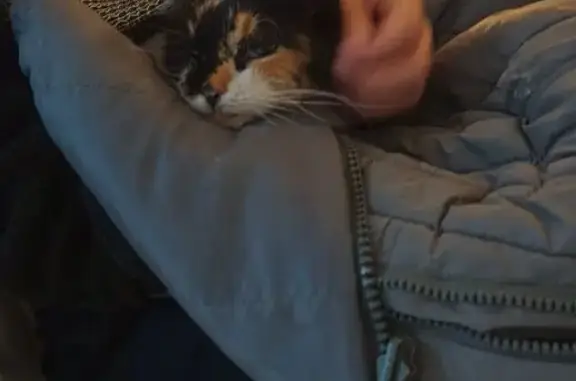 Animaux trouvés , photo: Chatte âgée tortue trouvée à Biguglia