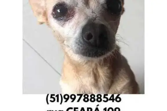 cachorro desaparecida