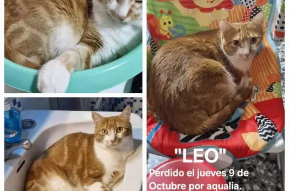 Gran Gato Cariñoso Perdido en Liria