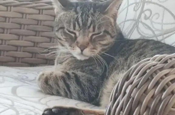 Lost and found pets Palm Bay, photo: Lost Vocal Cat: Brown & Black in Palm Bay