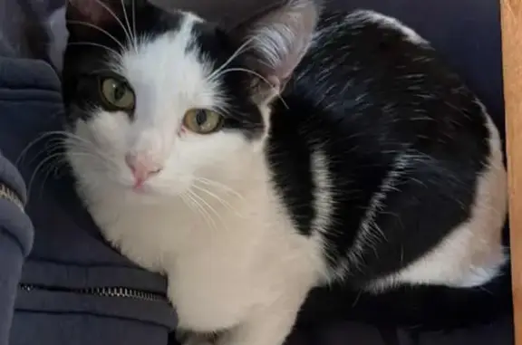 Chat perdu, Montreuil, photo: Chat noir et blanc perdu à Montreuil
