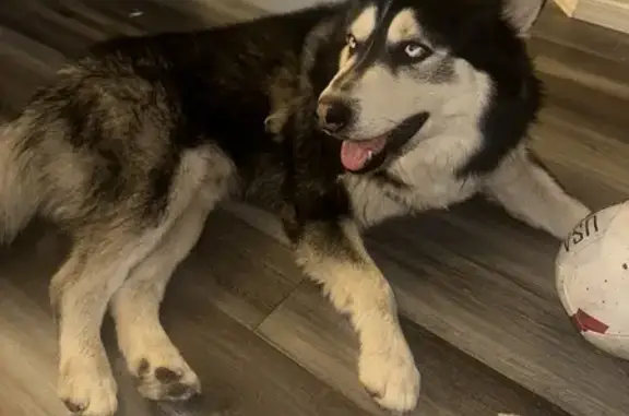 Found: Black & White Dog in Ph...
