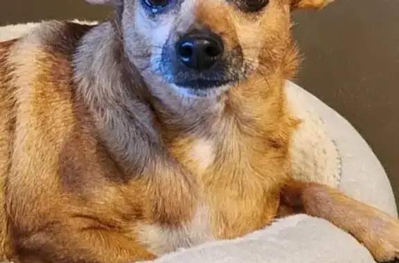 Lost Tan/Brown Dog: Jemison, CR 42 E
