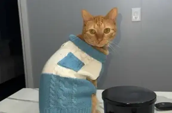 Lost Orange Cat Tino - Cleft Lip, Palestine