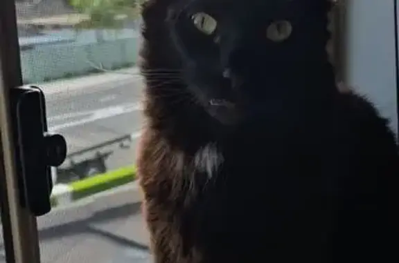 Missing cat Sydney, photo: Lost: Black Cat, Slim, Shy, Caddens Rd
