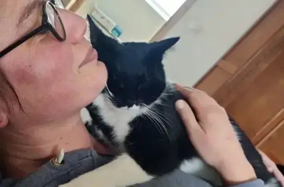 Chat perdu : mâle noir et blanc, Méteren - photo