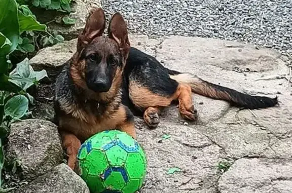 Berger allemand 4,5 mois perdu Plounérin - photo