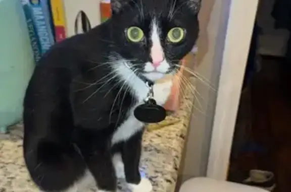 Lost Tuxedo Cat: Timberview Drive, Marysville