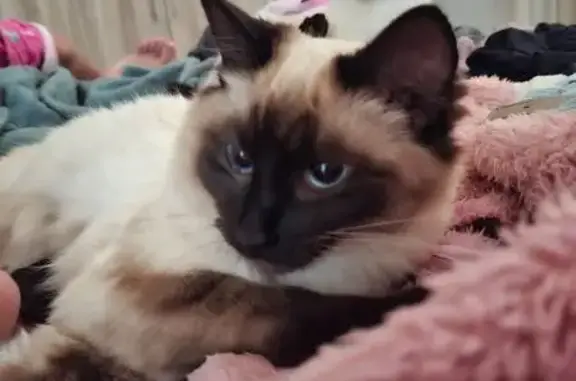 Luíza é uma gata filhote, castrada e com chip com meus dados. Há duas crianças desesperadas aguardando o retorno da Luíza. CTTO COM VERÔNICA 11 97734-1511