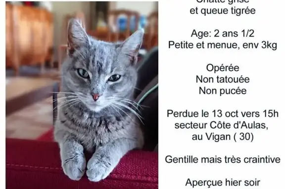 Chatte grise perdue à Le Vigan - photo