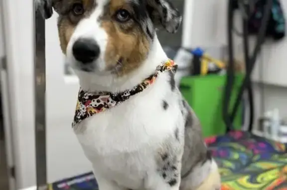 Lost and found pets Riverton, photo: Lost Blue Merle Aussie in Riverton