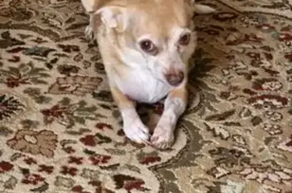 Help Find Loverboy: Elderly Chihuahua Lost