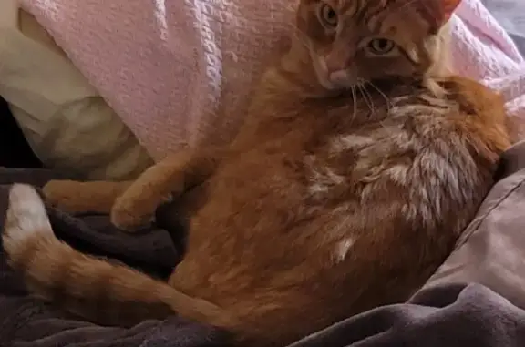Lost and found pets Tiffin, photo: Lost Large Orange Cat: Lilac St, Tiffin